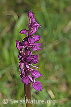 Männliches Knabenkraut (Orchis mascula) (26.06.2021, F184229)