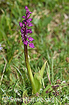 Männliches Knabenkraut (Orchis mascula) (26.06.2021, F184232)