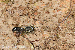 F184242: Hahnenfuss-Scherenbiene (Chelostoma florisomne)