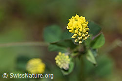 F184244: Hopfenklee (Medicago lupulina)