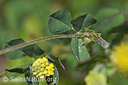 F184246: Hopfenklee (Medicago lupulina)