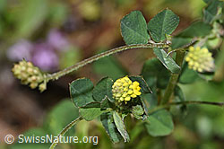 F184247: Hopfenklee (Medicago lupulina)
