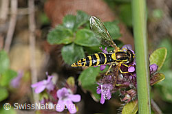 Gewöhnliche Langbauchschwebfliege (Sphaerophoria scripta) an Vielhaariger Thymian (Thymus polytrichus) (F184249)