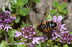 F184251: Garten-Keilfleckschwebfliege (Eristalis horticola) an Vielhaarigem Thymian (Thymus praecox ssp. polytrichus)