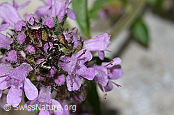 Vielhaariger Thymian (Thymus polytrichus)