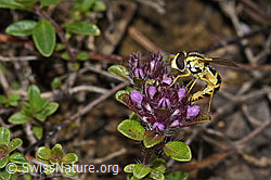 F184266: Gewöhnliche Langbauchschwebfliege (Sphaerophoria scripta) auf Vielhaarigem Thymian (Thymus praecox ssp. polytrichus)