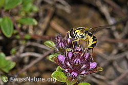 F184268: Gewöhnliche Langbauchschwebfliege (Sphaerophoria scripta) auf Vielhaarigem Thymian (Thymus praecox ssp. polytrichus)