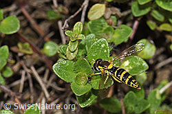 F184271: Gewöhnliche Langbauchschwebfliege (Sphaerophoria scripta)