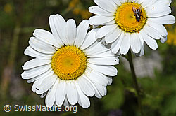 Gewöhnliche Wiesen-Margerite (Leucanthemum vulgare) (F184273)