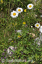 Gewöhnliche Wiesen-Margerite (Leucanthemum vulgare) (F184276)