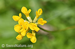 Schopfiger Hufeisenklee (Hippocrepis comosa) (F184279)