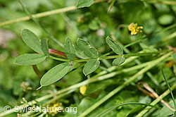 Schopfiger Hufeisenklee (Hippocrepis comosa) (F184281)