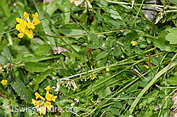 Schopfiger Hufeisenklee (Hippocrepis comosa) (F184282)