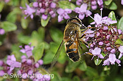 Gemeine Keilfleckschwebfliege (Eristalis pertinax) an Vielhaarigem Thymian (Thymus praecox ssp. polytrichus) (F184286)