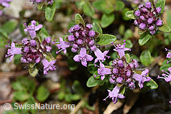 F184290: Vielhaariger Thymian (Thymus polytrichus)