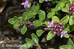 F184291: Vielhaariger Thymian (Thymus polytrichus)