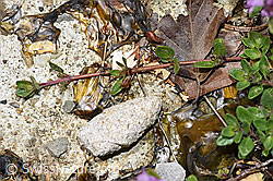 F184292: Vielhaariger Thymian (Thymus polytrichus)