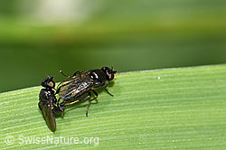 Siphonella oscinina (Halmfliegen) (F184296)