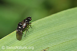 Siphonella oscinina (Halmfliegen) (F184301)