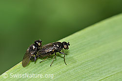 Siphonella oscinina (Halmfliegen) (F184302)