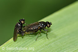 Siphonella oscinina (Halmfliegen) (F184303)