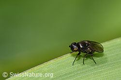 F184304: Siphonella oscinina (Halmfliege)