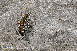 Berg-Sandlaufkäfer (Cicindela sylvicola) (F184305)