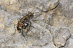 Berg-Sandlaufkäfer (Cicindela sylvicola) (F184308)
