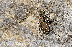 Berg-Sandlaufkäfer (Cicindela sylvicola) (F184309)