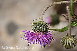 F184312: Gewöhnliche Berg-Distel (Carduus defloratus ssp. defloratus)