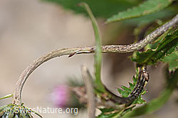 F184313: Gewöhnliche Berg-Distel (Carduus defloratus ssp. defloratus)