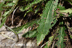 F184314: Gewöhnliche Berg-Distel (Carduus defloratus ssp. defloratus)