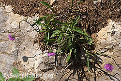 F184316: Gewöhnliche Berg-Distel (Carduus defloratus ssp. defloratus)
