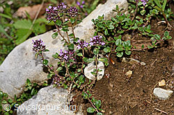 F184331: Vielhaariger Thymian (Thymus polytrichus)
