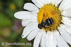 Glänzende Keilfleckschwebfliege (Eristalis rupium) auf Gewöhnlicher Wiesen-Margerite (Leucanthemum vulgare) (F184336)