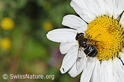 Glänzende Keilfleckschwebfliege (Eristalis rupium) auf Gewöhnlicher Wiesen-Margerite (Leucanthemum vulgare) (F184337)