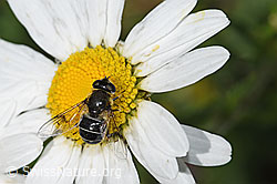 Glänzende Keilfleckschwebfliege (Eristalis rupium) auf Gewöhnlicher Wiesen-Margerite (Leucanthemum vulgare) (F184340)
