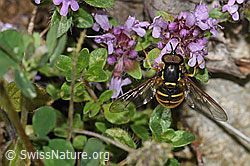 F184341: Gemeine Wespenschwebfliege (Chrysotoxum cautum) auf Vielhaarigem Thymian (Thymus praecox ssp. polytrichus)