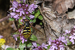 F184342: Gemeine Wespenschwebfliege (Chrysotoxum cautum) auf Vielhaarigem Thymian (Thymus praecox ssp. polytrichus)