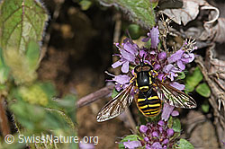 F184343: Gemeine Wespenschwebfliege (Chrysotoxum cautum) auf Vielhaarigem Thymian (Thymus praecox ssp. polytrichus)