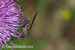 Gewürfelte Tanzfliege (Empis tesselata) auf Gewöhnlicher Berg-Distel (Carduus defloratus ssp. defloratus) (F184354)