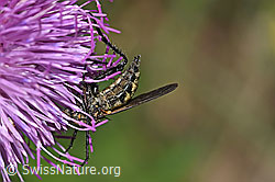 Gewürfelte Tanzfliege (Empis tesselata) auf Gewöhnlicher Berg-Distel (Carduus defloratus ssp. defloratus) (F184355)