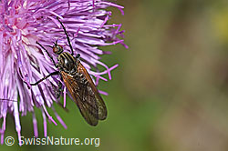 Gewürfelte Tanzfliege (Empis tesselata) auf Gewöhnlicher Berg-Distel (Carduus defloratus ssp. defloratus) (F184357)