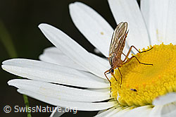 Empis digramma (Tanzfliege) auf Gewöhnlicher Wiesen-Margerite (Leucanthemum vulgare) (F184359)