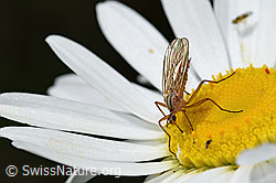 Empis digramma (Tanzfliege) auf Gewöhnlicher Wiesen-Margerite (Leucanthemum vulgare)
