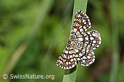 Gitterspanner (Chiasmia clathrata) (F184363)
