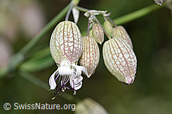 Gemeines Leimkraut (Silene vulgaris) (F184364)