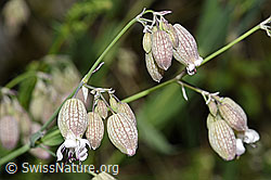Gemeines Leimkraut (Silene vulgaris) (F184365)