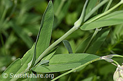 Gemeines Leimkraut (Silene vulgaris) (F184367)