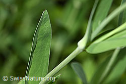 Gemeines Leimkraut (Silene vulgaris) (F184368)